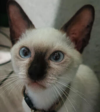 tofu