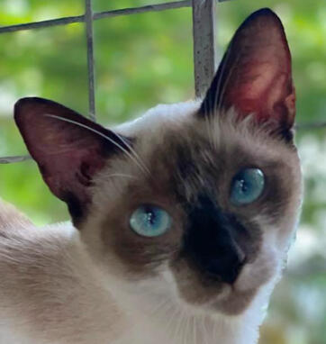 sammy