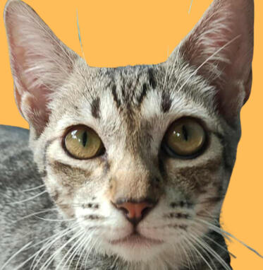 wisker