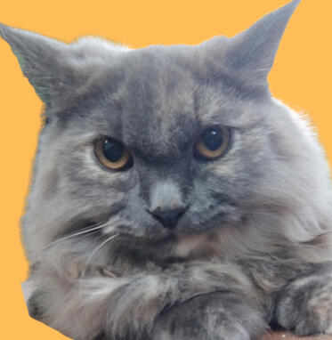 kami