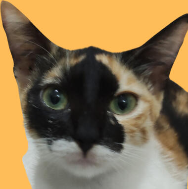 marshie