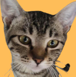 maggie