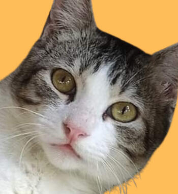 ✓flerken