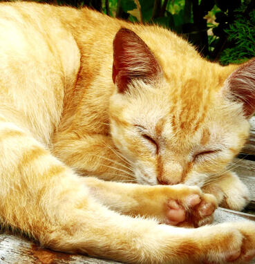 kitty galore
