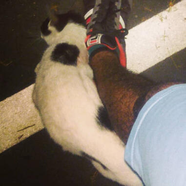 UP cat 1