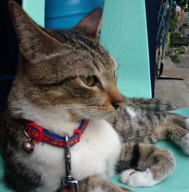 KNL cat 2