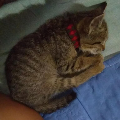 georgie