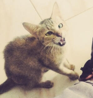 KNL cat 1