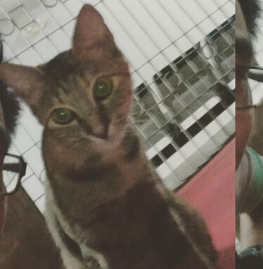 UP cat 2