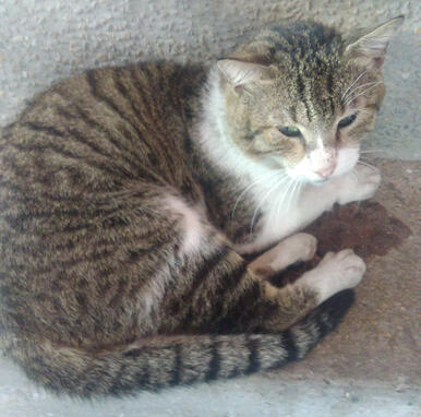 KNL cat 4
