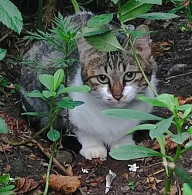 neighbor's cat 2