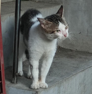 bigboy