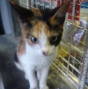 neighbor's cat 1