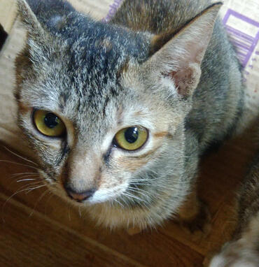 KNL cat 3