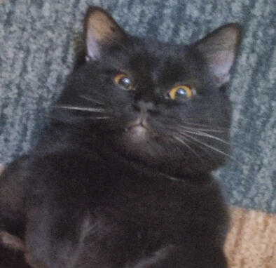 beerus