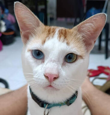 jinx