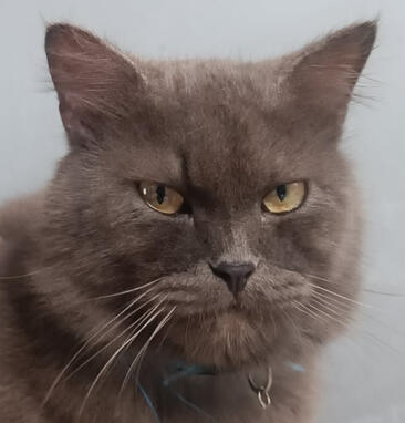 nimbus