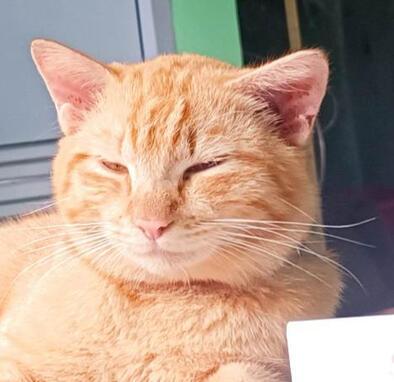 cayenne