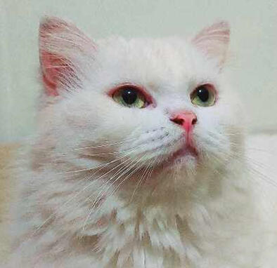 mitsu