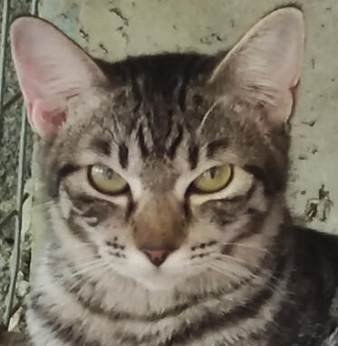 harper