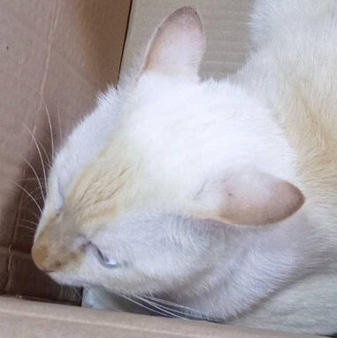 casper