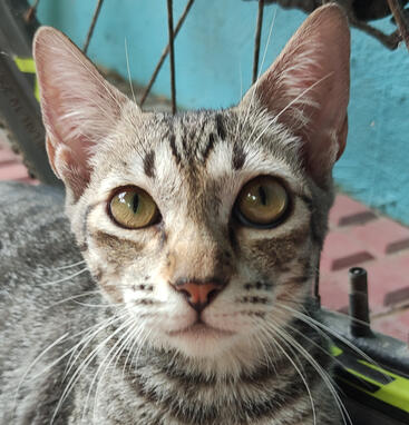 wisker